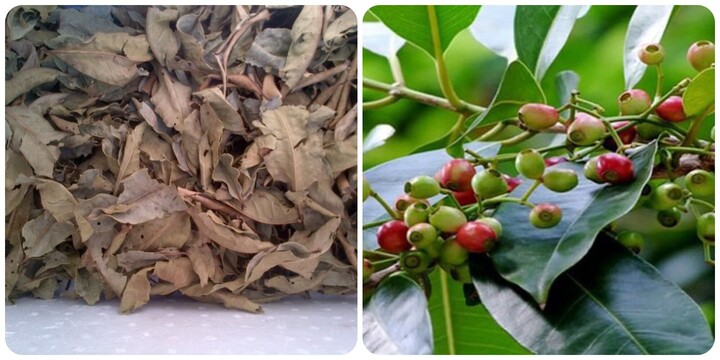Lá vối khô