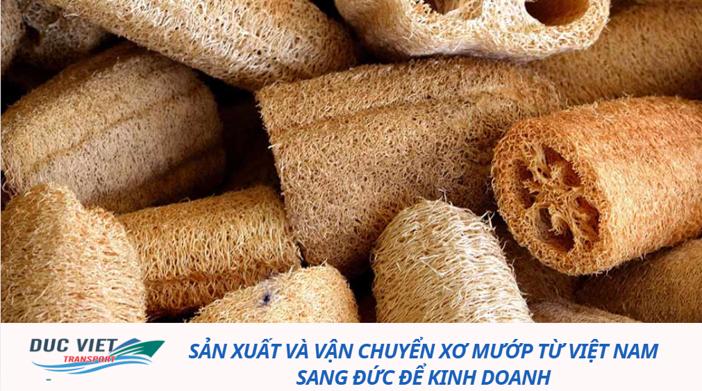 SẢN XUẤT VÀ VẬN CHUYỂN XƠ MƯỚP TỪ VIỆT NAM SANG ĐỨC ĐỂ KINH DOANH