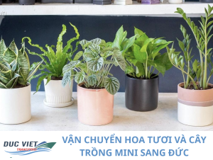 VẬN CHUYỂN HOA TƯƠI VÀ CÂY TRỒNG MINI SANG ĐỨC