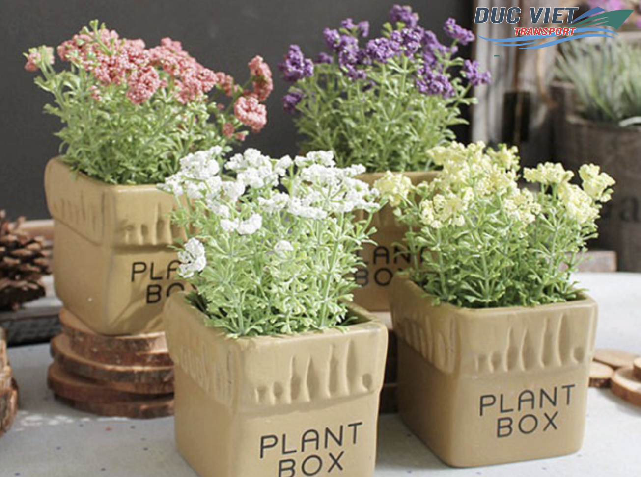 VẬN CHUYỂN HOA TƯƠI VÀ CÂY TRỒNG MINI SANG ĐỨC