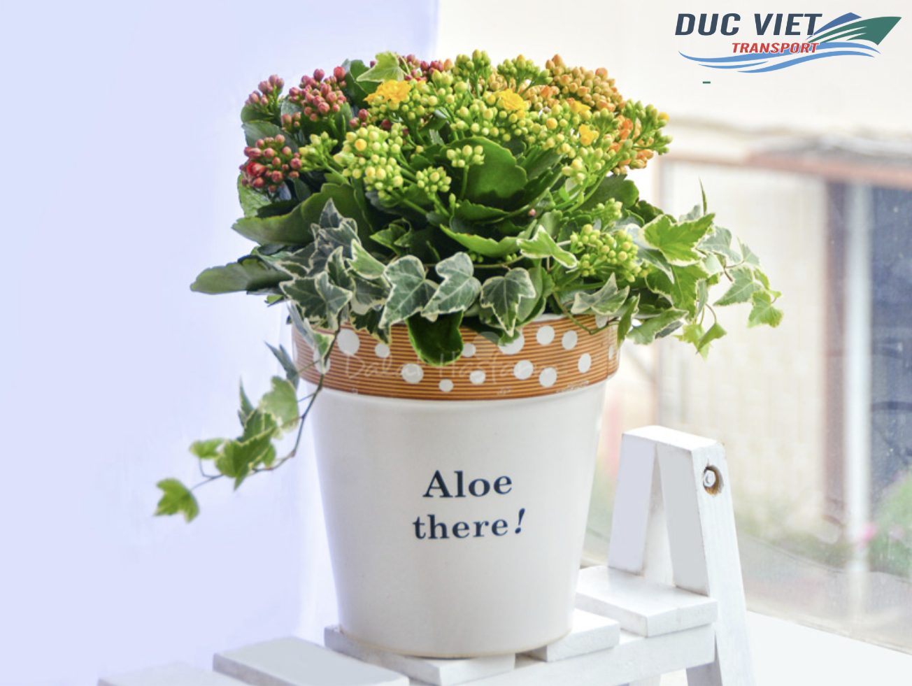 VẬN CHUYỂN HOA TƯƠI VÀ CÂY TRỒNG MINI SANG ĐỨC