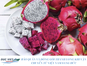 BẢO QUẢN VÀ ĐÓNG GÓI THANH LONG KHI VẬN CHUYỂN TỪ VIỆT NAM SANG ĐỨC