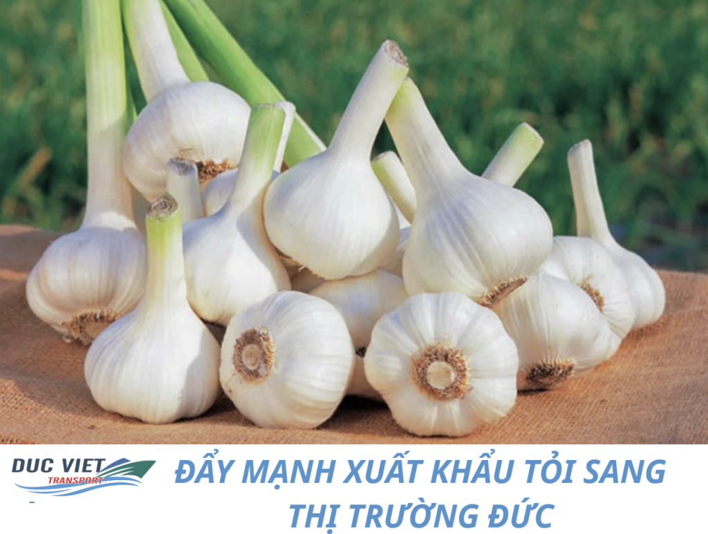 ĐẨY MẠNH XUẤT KHẨU TỎI SANG THỊ TRƯỜNG ĐỨC
