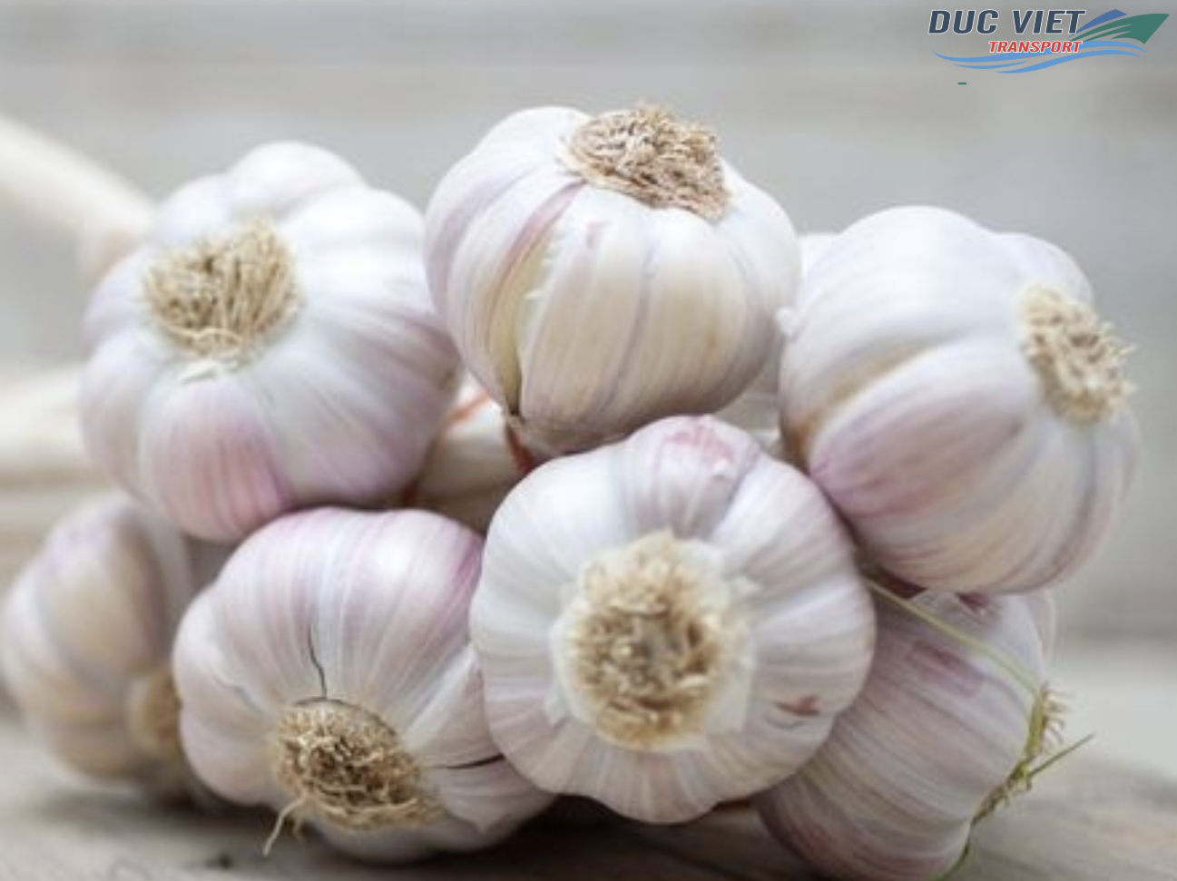 ĐẨY MẠNH XUẤT KHẨU TỎI SANG THỊ TRƯỜNG ĐỨC