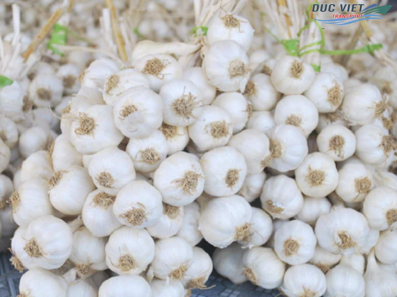 ĐẨY MẠNH XUẤT KHẨU TỎI SANG THỊ TRƯỜNG ĐỨC