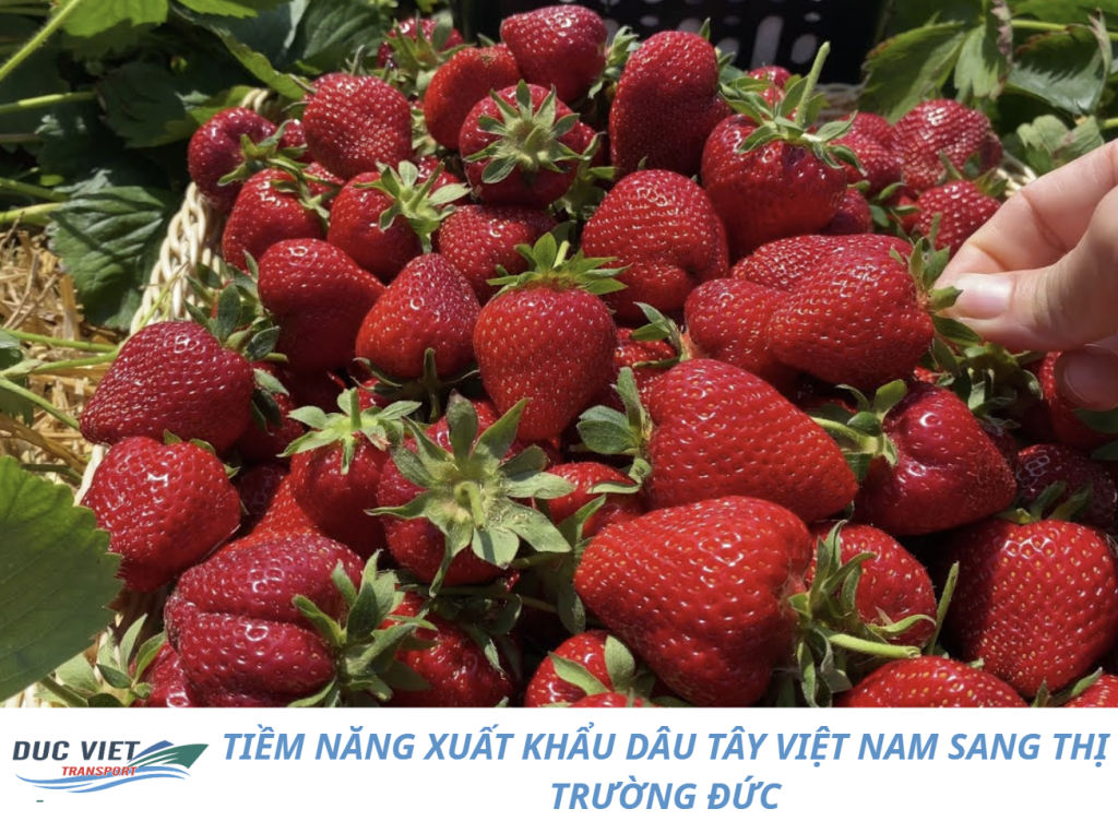 TIỀM NĂNG XUẤT KHẨU DÂU TÂY VIỆT NAM SANG THỊ TRƯỜNG ĐỨC
