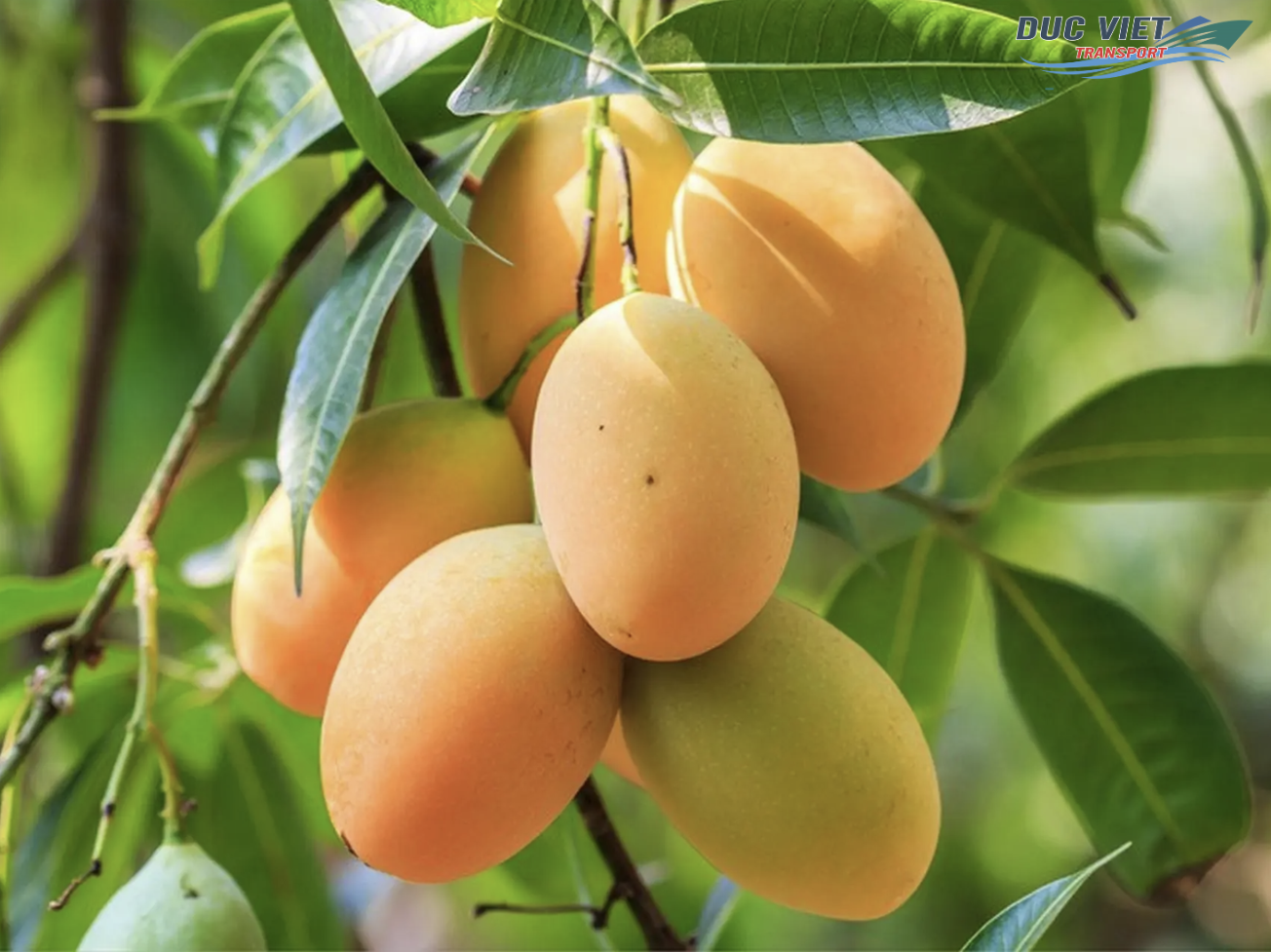 XUẤT KHẨU XOÀI ĐÃ CHẾ BIẾN TỪ VIỆT NAM VÀO THỊ TRƯỜNG ĐỨC