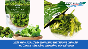 Xuất khẩu súp lơ sấy giòn sang thị trường châu Âu – Hướng đi tiềm năng cho nông sản Việt Nam