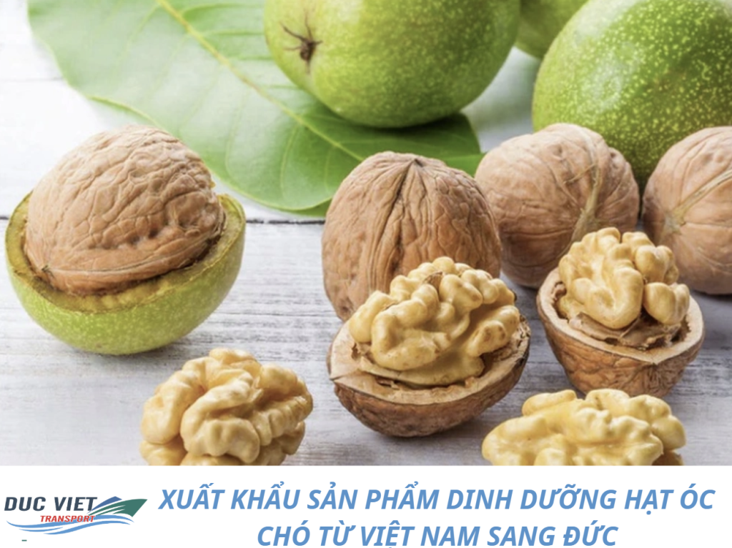 XUẤT KHẨU SẢN PHẨM DINH DƯỠNG HẠT ÓC CHÓ TỪ VIỆT NAM SANG ĐỨC