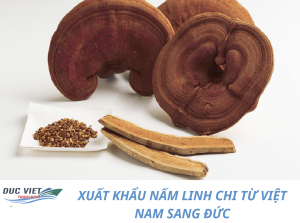 XUẤT KHẨU NẤM LINH CHI TỪ VIỆT NAM SANG ĐỨC