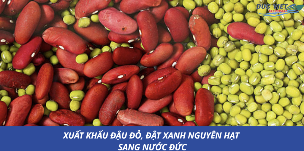 XUẤT KHẨU ĐẬU ĐỎ, ĐẬT XANH NGUYÊN HẠT SANG NƯỚC ĐỨC