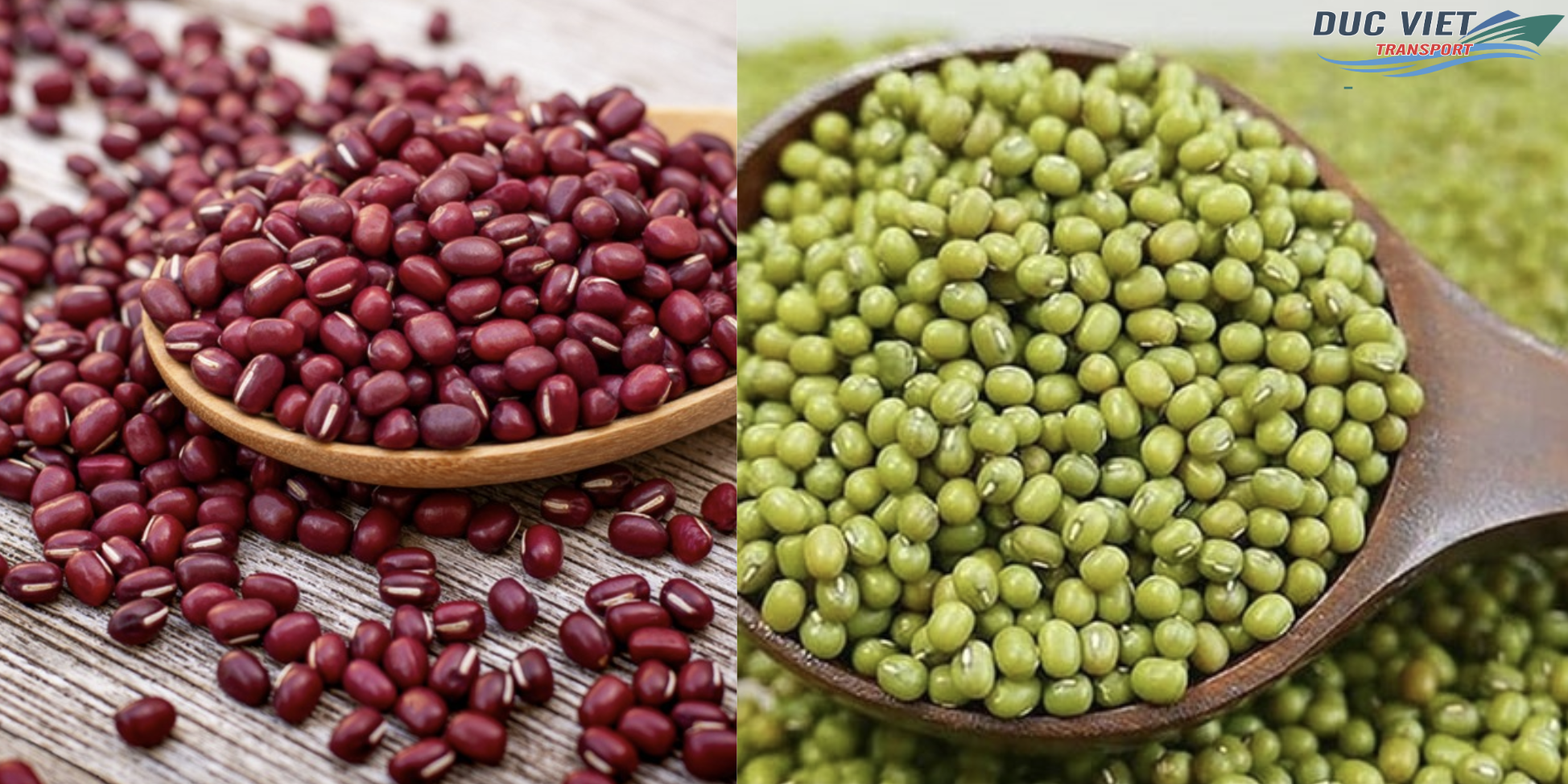 XUẤT KHẨU ĐẬU ĐỎ, ĐẬT XANH NGUYÊN HẠT SANG NƯỚC ĐỨC