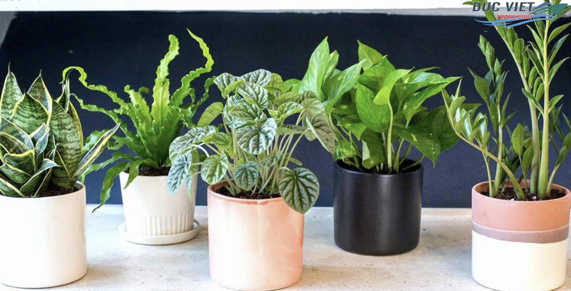 XUẤT KHẨU BỘ CÂY CẢNH GIẢ MINI SANG THỊ TRƯỜNG ĐỨC