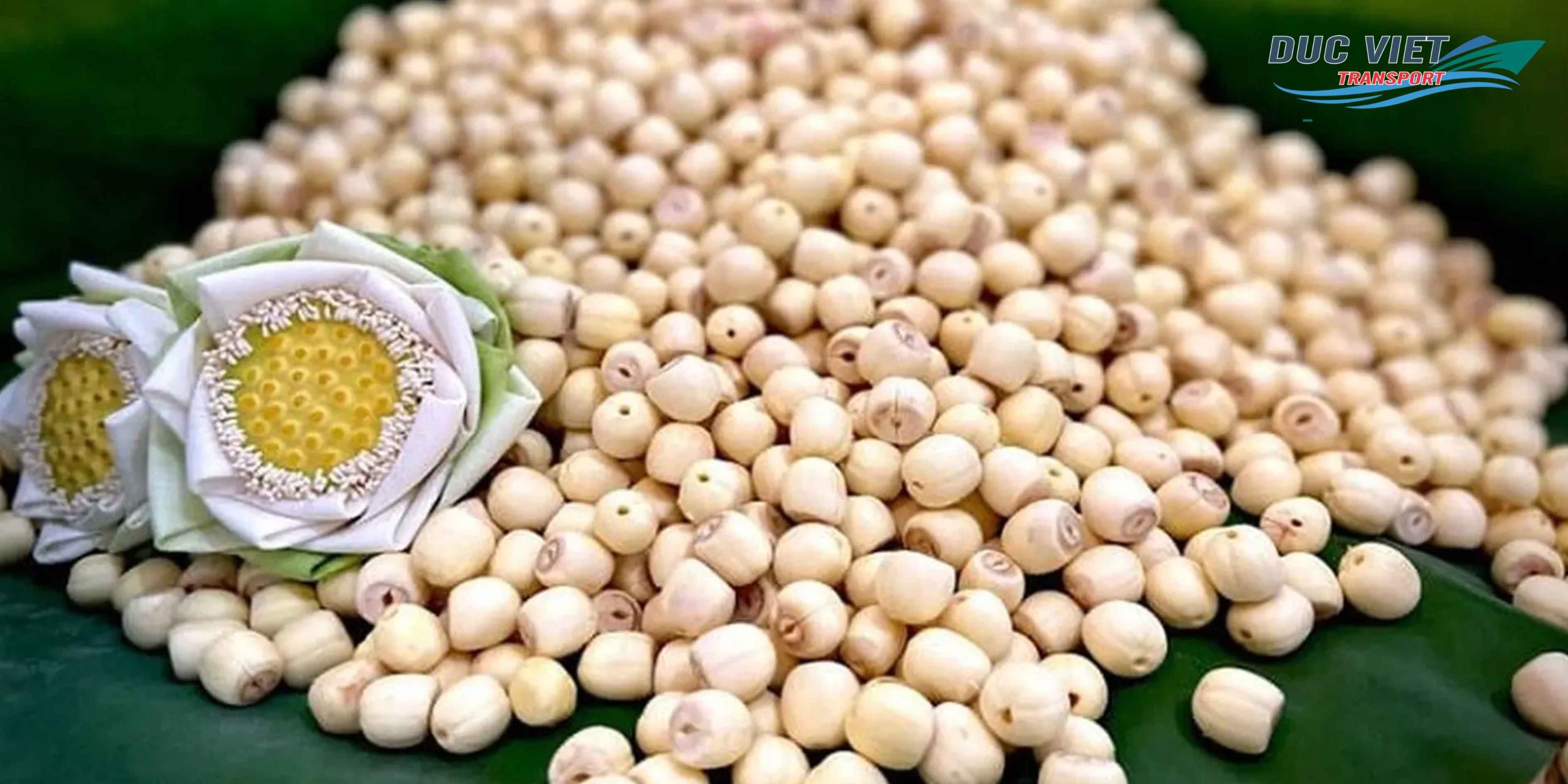 Gửi Hạt Sen Khô Việt Nam Sang Đức – Tinh Khiết, Bổ Dưỡng, Đóng Gói Chuẩn Quốc Tế