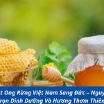 Gửi Mật Ong Rừng Việt Nam Sang Đức – Nguyên Chất, Giữ Trọn Dinh Dưỡng Và Hương Thơm Thiên Nhiên
