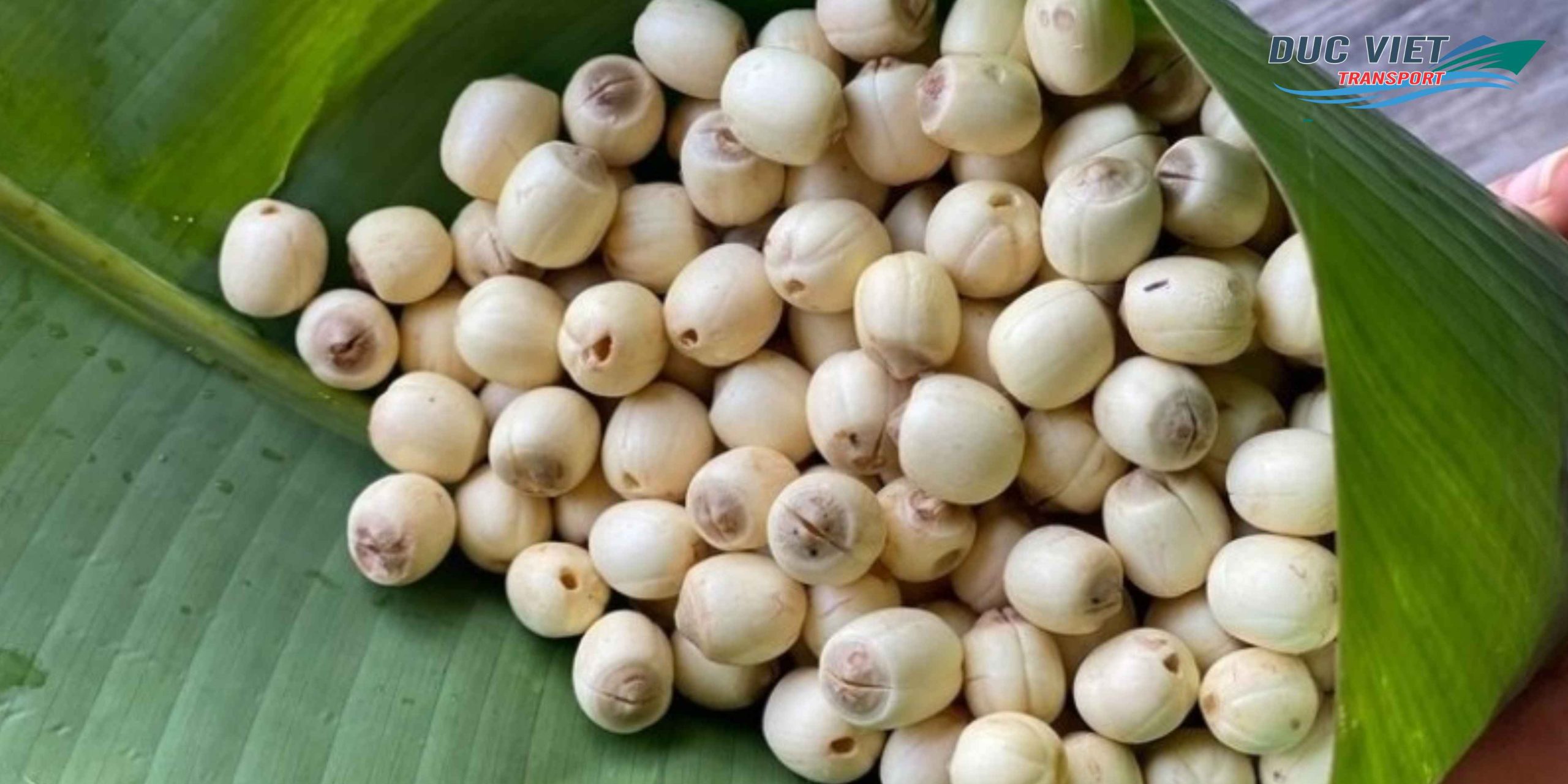 Gửi Hạt Sen Khô Việt Nam Sang Đức – Tinh Khiết, Bổ Dưỡng, Đóng Gói Chuẩn Quốc Tế