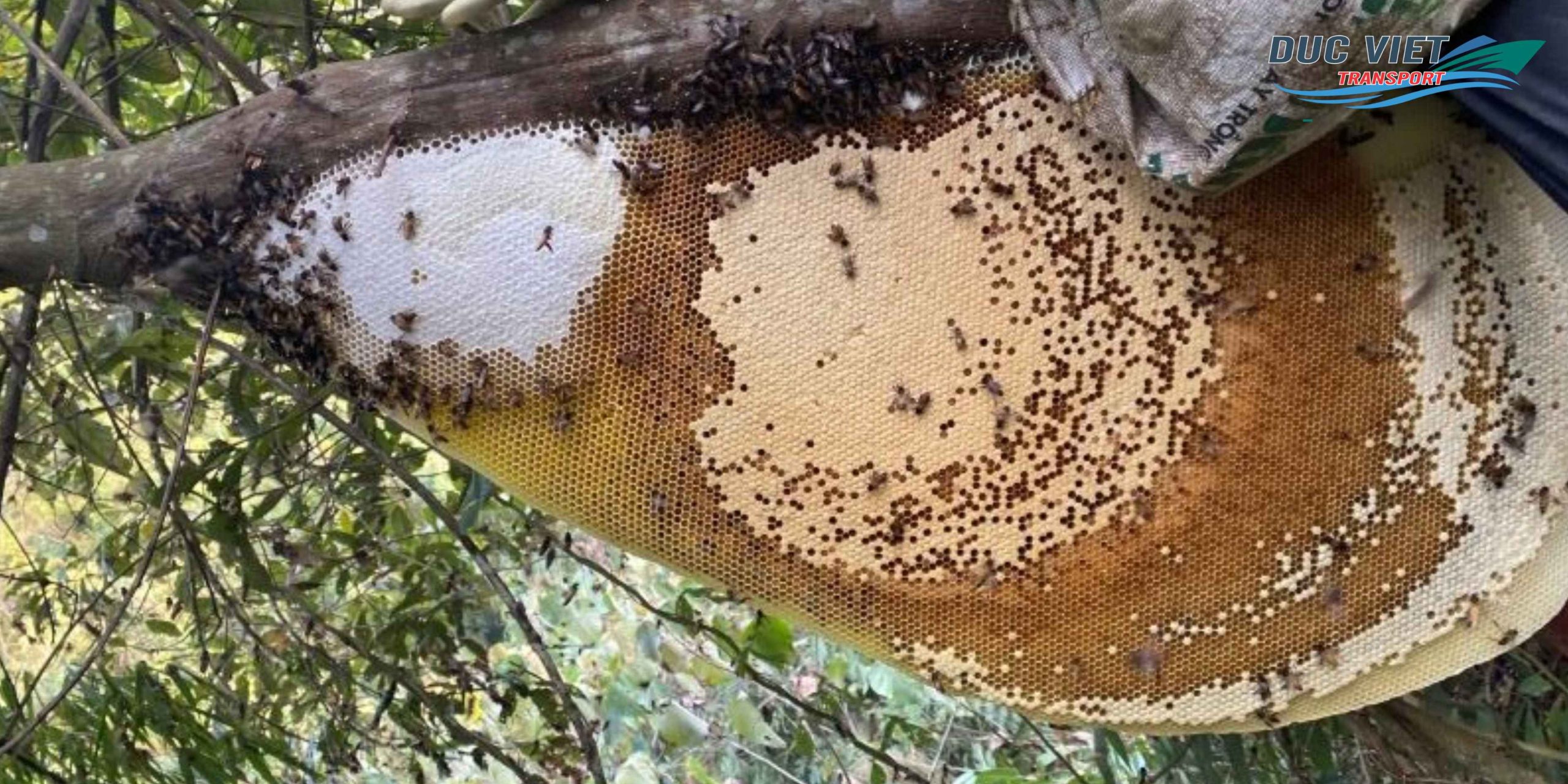 Gửi Mật Ong Rừng Việt Nam Sang Đức – Nguyên Chất, Giữ Trọn Dinh Dưỡng Và Hương Thơm Thiên Nhiên