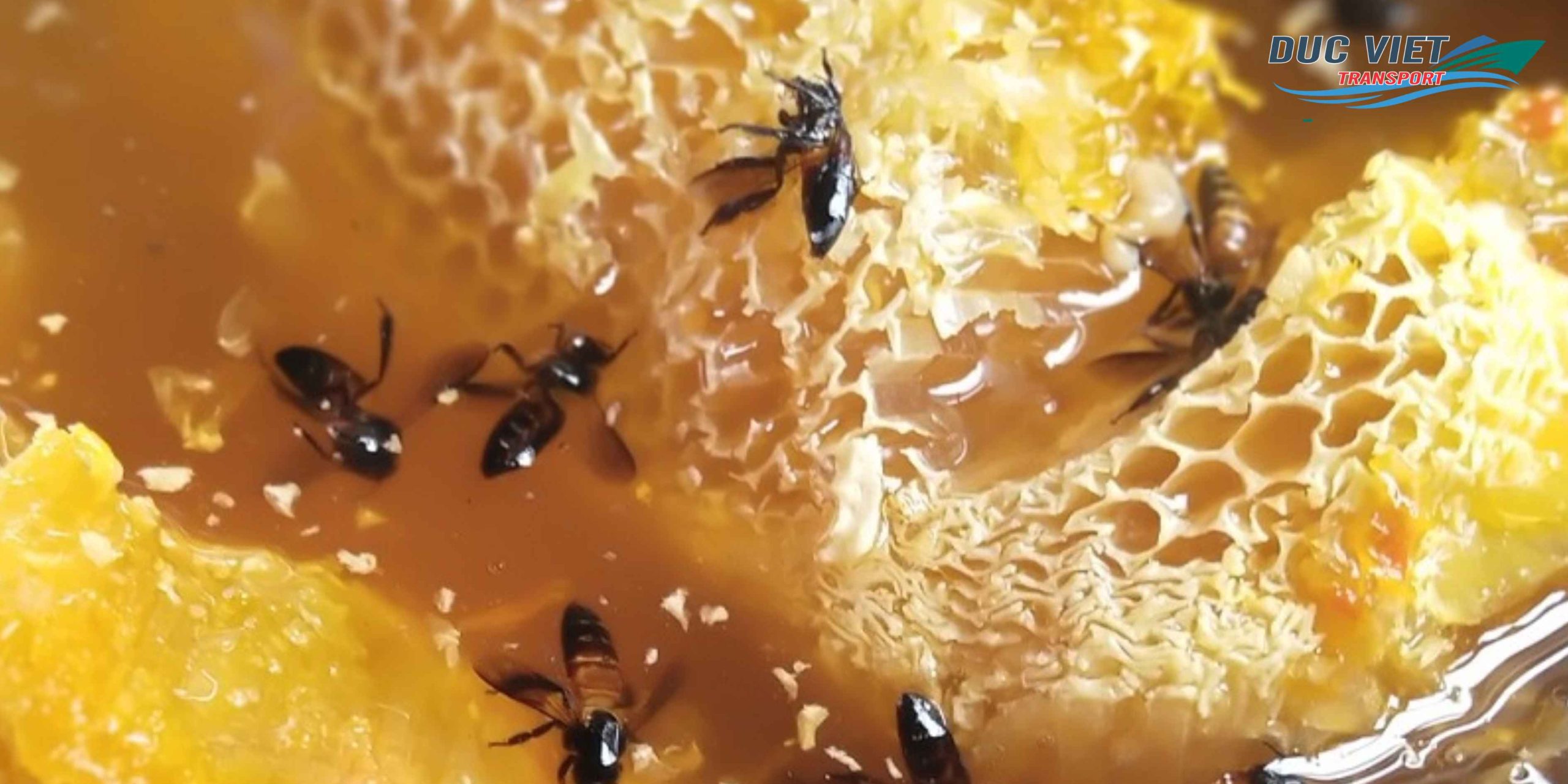 Gửi Mật Ong Rừng Việt Nam Sang Đức – Nguyên Chất, Giữ Trọn Dinh Dưỡng Và Hương Thơm Thiên Nhiên