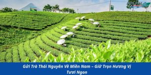 Gửi Trà Thái Nguyên Về Miền Nam – Giữ Trọn Hương Vị Tươi Ngon