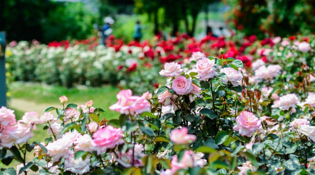 Gửi Hoa Tươi Từ Đà Lạt Đi Đồng Nai Nhanh Chóng, Giữ Trọn Độ Tươi